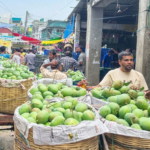 দিনাজপুরে ব্র্যাক নার্সারির উদ্যোগে পেঁপে চাষের আধুনিক পদ্ধতি বিষয়ক প্রশিক্ষণ সম্পন্ন।