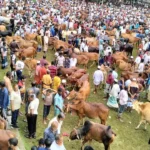শার্শা থানা পুলিশের অভিযানে গাঁজাসহ এক মাদক কারবারি আটক
