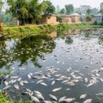 মাটির নিচে লুকানো লাশ, আইনের চোখ ফাঁকি দিতে পারল না খুনি