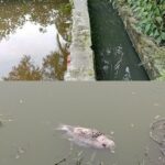 জয়পুরহাটে পৃথক দুটি ধর্ষণ চেষ্টার অভিযোগে ২ অভিযুক্ত কারাগারে