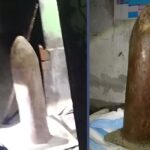 বিশ্ব পরিবেশ দিবসে ভোলায় মানববন্ধন: জলাশয় রক্ষায় সোচ্চার নাগরিক সমাজ