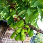 জমি দখল করতে না পেরে দিনমজুরকে ‘মাদক কারবারি’ বানানোর অপচেষ্টা!