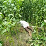 সিরাজগঞ্জ সদরে ২ হাজার ২০০ ক্ষুদ্র ও প্রান্তিক কৃষকের মাঝে বিনামূল্যে আমন বীজ ও সার বিতরণ