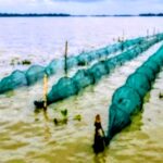সবুজ বনায়নে বেনাপোল গড়ার প্রত্যয়ে বিএনপি নেতা আবু তাহের ভারতের বৃক্ষরোপন কর্মসূচি 