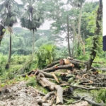 সবুজ সিরাজগঞ্জ গড়ার প্রত্যয়ে সাত্তার ফাউন্ডেশনের বৃক্ষরোপণ কর্মসূচির উদ্বোধন