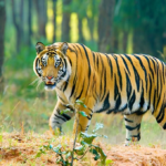 খুলনা বিভাগীয় প্রেস ক্লাব,কালীগঞ্জ উপজেলা শাখার দ্বি-বার্ষিক কমিটি অনুমোদন।