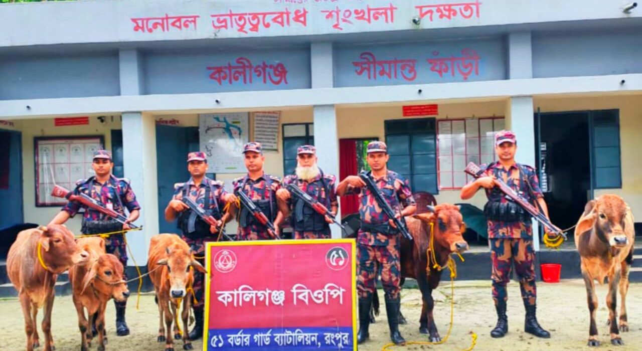 তিস্তা চরে বিজিবির অভিযান, জব্দ পাঁচ ভারতীয় গরু
