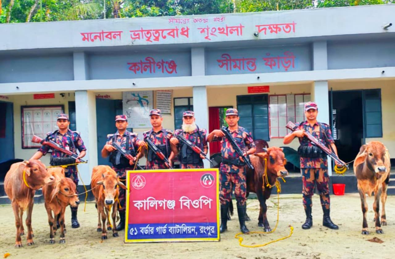 তিস্তা চরে বিজিবির অভিযান, জব্দ পাঁচ ভারতীয় গরু