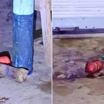 জাতীয় মৎস্য পদক পেলেন-আব্দুল মহিত তালুকদার