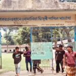 পলাশবাড়ীতে পুকুরে বিষ প্রয়োগে ৩ লক্ষ টাকার মাছ নিধনের অভিযোগ