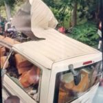 শাহরাস্তিতে মাদকবিরোধী র‍্যালী ও সচেতনতামূলক সভা অনুষ্ঠিত