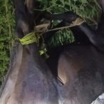 জয়পুরহাটে সনাতন ধর্মের শ্রমিকদের মাঝে পূজার উপহার বিতরণ 